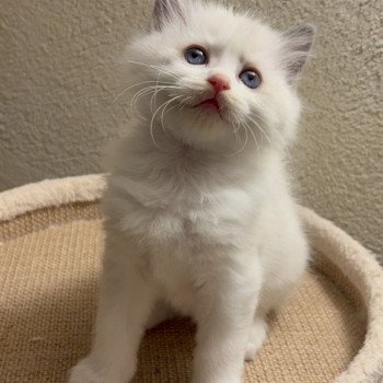 chaton Ragdoll blue bicolor APACHE Chatterie Le Temple des étoiles