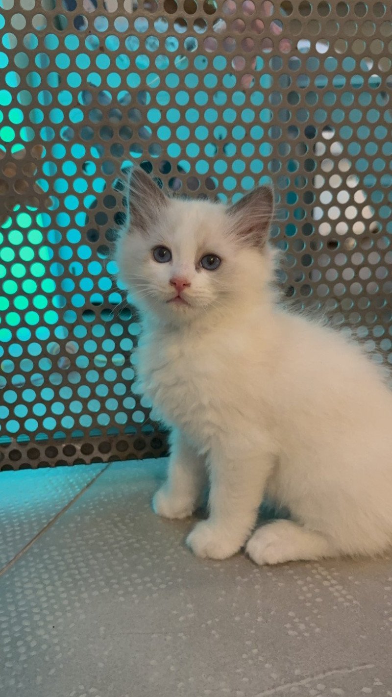 APACHE Le Temple des étoiles Mâle Ragdoll