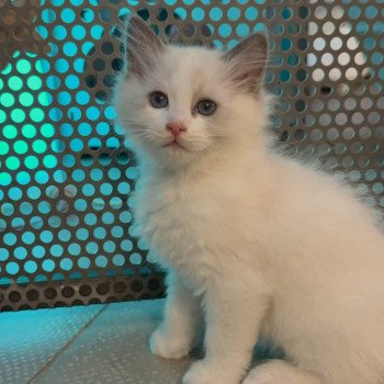 chaton Ragdoll blue bicolor APACHE Chatterie Le Temple des étoiles