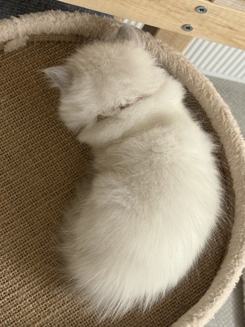 API Le Temple des étoiles Femelle Ragdoll