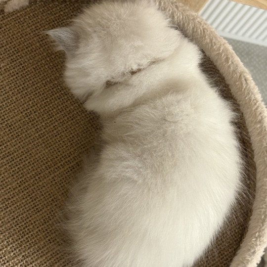 API Le Temple des étoiles Femelle Ragdoll