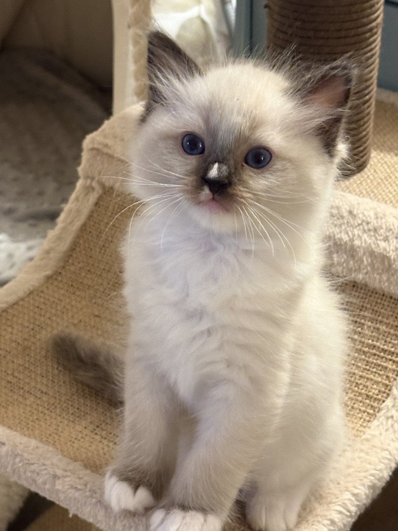 ATHANOS Le Temple des étoiles Mâle Ragdoll