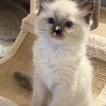 chaton Ragdoll black mitted ATHANOS Chatterie Le Temple des étoiles