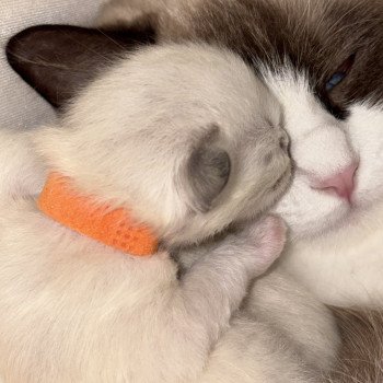 chaton Ragdoll black mitted ATHANOS Chatterie Le Temple des étoiles