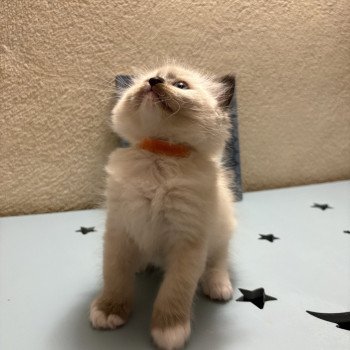chaton Ragdoll black mitted ATHANOS Chatterie Le Temple des étoiles