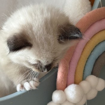 chaton Ragdoll black mitted ATHANOS Chatterie Le Temple des étoiles