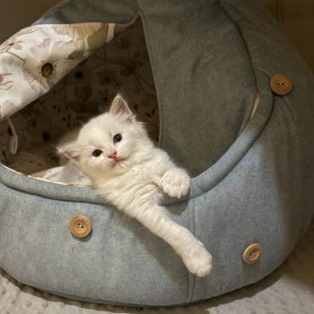chat Ragdoll BELLA LUCIA Chatterie Le Temple des étoiles