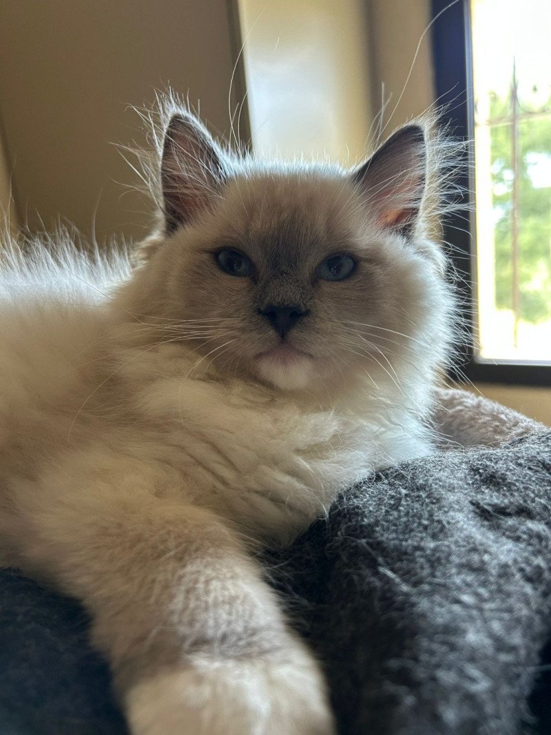 ASGARD Mâle Ragdoll
