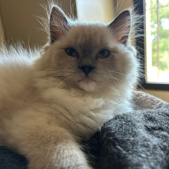 ASGARD Mâle Ragdoll
