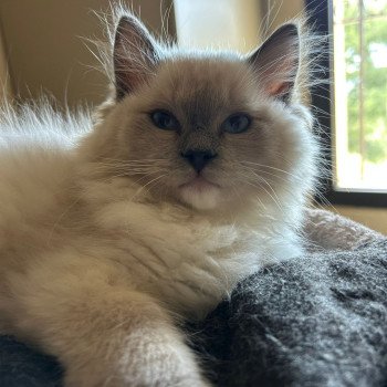 chat Ragdoll RAG'S PARADISE Chatterie Le Temple des étoiles