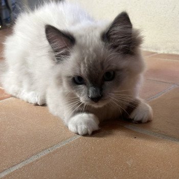chat Ragdoll blue mitted ASGARD Chatterie Le Temple des étoiles