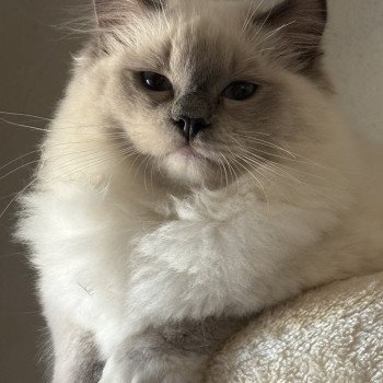 chat Ragdoll blue mitted ASGARD Chatterie Le Temple des étoiles
