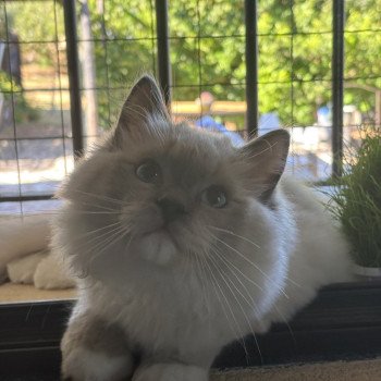 chat Ragdoll blue mitted ASGARD Chatterie Le Temple des étoiles