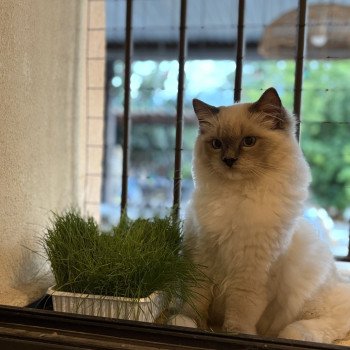 chat Ragdoll blue mitted ASGARD Chatterie Le Temple des étoiles