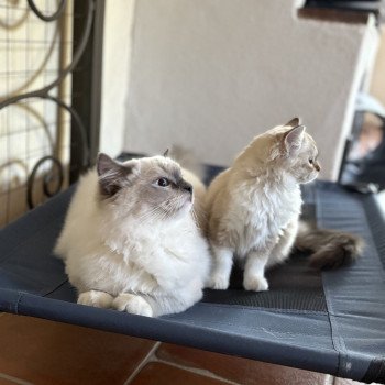 chat Ragdoll blue mitted ASGARD Chatterie Le Temple des étoiles