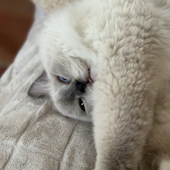 chat Ragdoll blue mitted ASGARD Chatterie Le Temple des étoiles