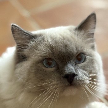 chat Ragdoll blue mitted ASGARD Chatterie Le Temple des étoiles