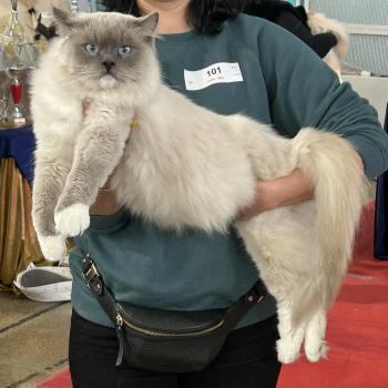 chat Ragdoll blue mitted ASGARD Chatterie Le Temple des étoiles