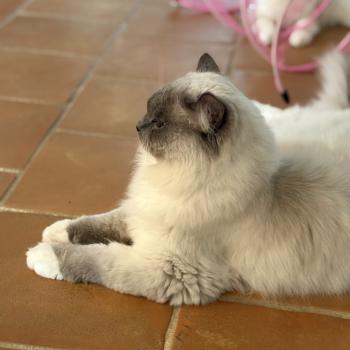 chat Ragdoll blue mitted ASGARD Chatterie Le Temple des étoiles