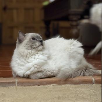 chat Ragdoll blue mitted ASGARD Chatterie Le Temple des étoiles