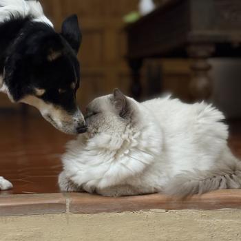 chat Ragdoll blue mitted ASGARD Chatterie Le Temple des étoiles