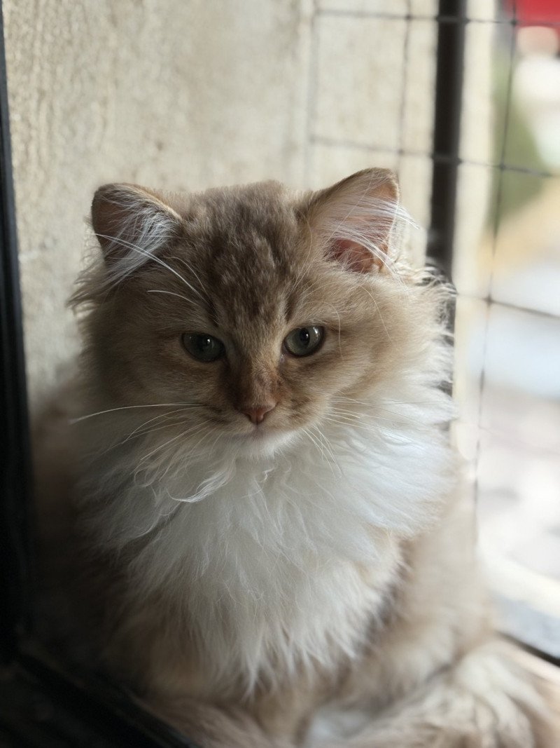 Le Temple des étoiles SUNSHINE BERCEAU ETOILE Femelle Ragdoll