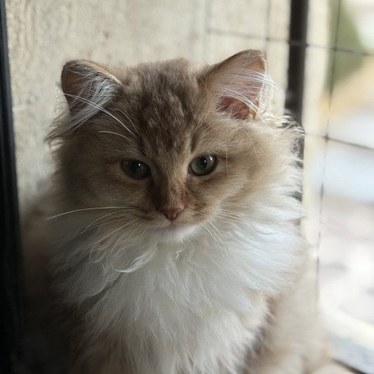 Le Temple des étoiles SUNSHINE BERCEAU ETOILE Femelle Ragdoll