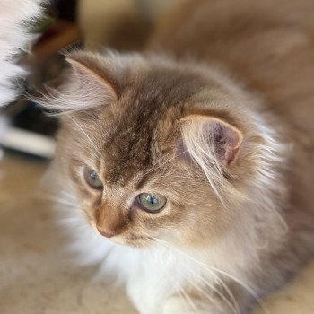 chat Ragdoll cinnamon ticked tabby bicolor SUNSHINE BERCEAU ETOILE Chatterie Le Temple des étoiles