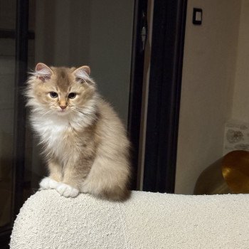 chat Ragdoll cinnamon ticked tabby bicolor SUNSHINE BERCEAU ETOILE Chatterie Le Temple des étoiles