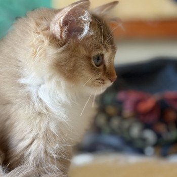 chat Ragdoll cinnamon ticked tabby bicolor SUNSHINE BERCEAU ETOILE Chatterie Le Temple des étoiles