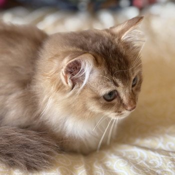 chat Ragdoll cinnamon ticked tabby bicolor SUNSHINE BERCEAU ETOILE Chatterie Le Temple des étoiles