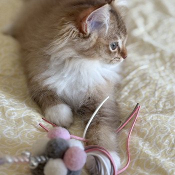 chat Ragdoll cinnamon ticked tabby bicolor SUNSHINE BERCEAU ETOILE Chatterie Le Temple des étoiles