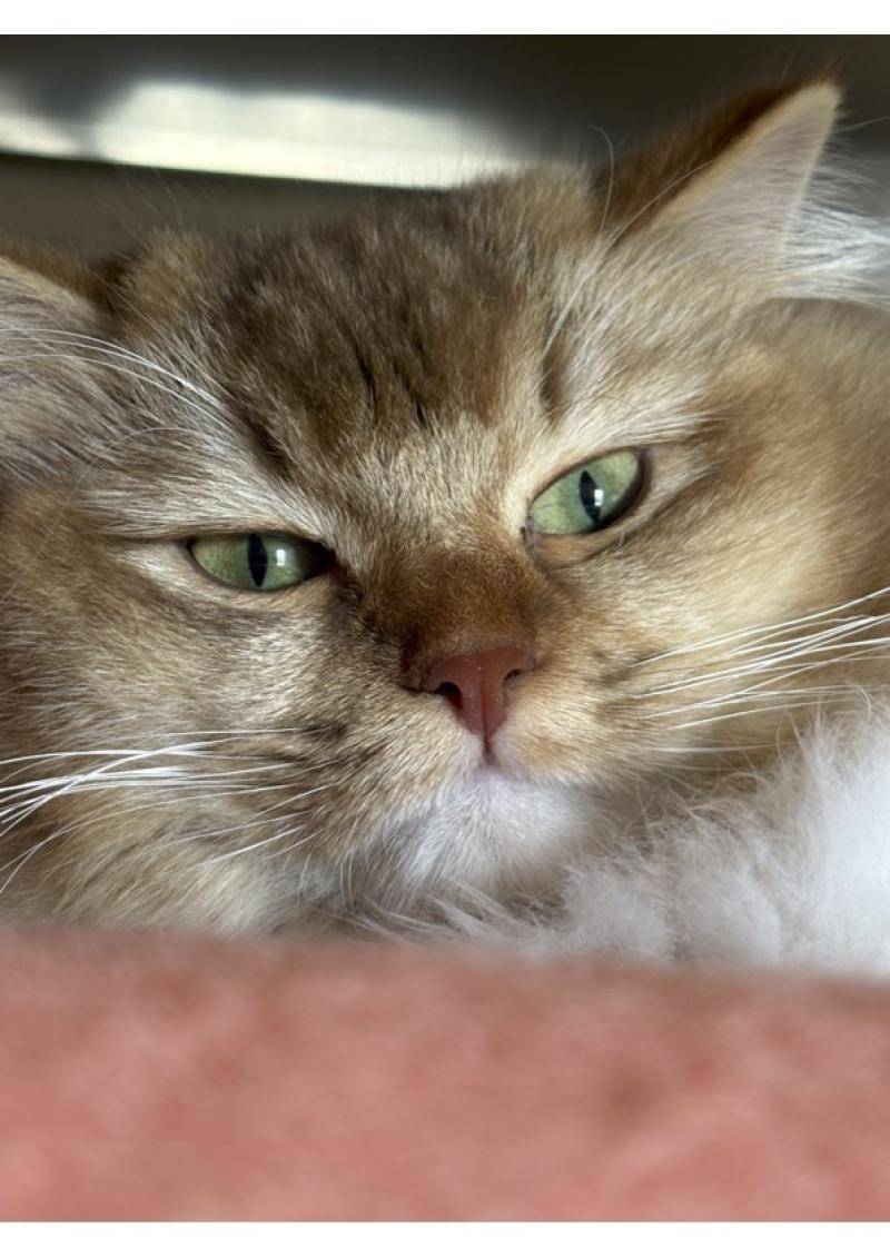 SUNSHINE Femelle Ragdoll