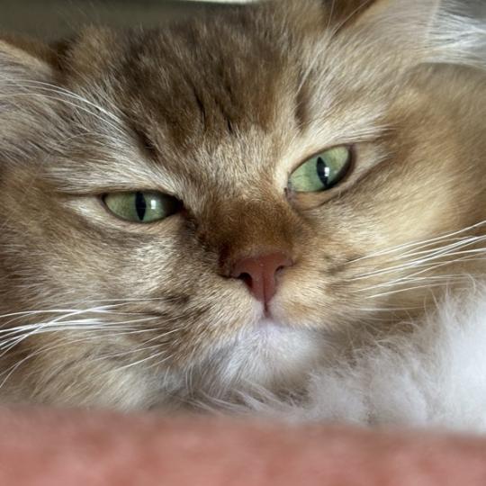 SUNSHINE Femelle Ragdoll