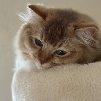 chat Ragdoll cinnamon ticked tabby bicolor SUNSHINE Chatterie Le Temple des étoiles