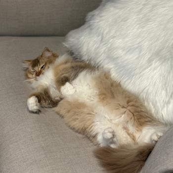 chat Ragdoll cinnamon ticked tabby bicolor SUNSHINE Chatterie Le Temple des étoiles