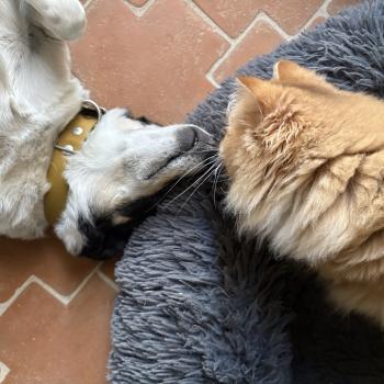 chat Ragdoll cinnamon ticked tabby bicolor SUNSHINE Chatterie Le Temple des étoiles