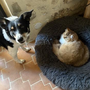 chat Ragdoll cinnamon ticked tabby bicolor SUNSHINE Chatterie Le Temple des étoiles