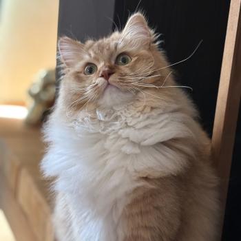 chat Ragdoll cinnamon ticked tabby bicolor SUNSHINE Chatterie Le Temple des étoiles