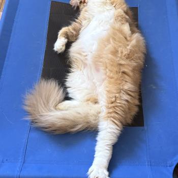 chat Ragdoll cinnamon ticked tabby bicolor SUNSHINE Chatterie Le Temple des étoiles