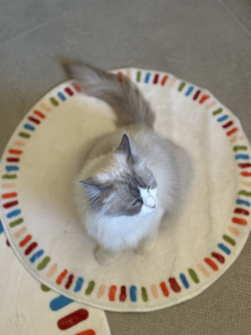 VEGA Femelle Ragdoll