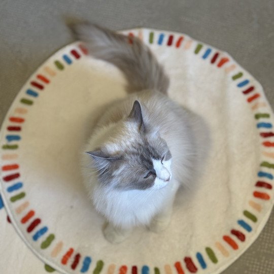 VEGA Femelle Ragdoll