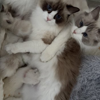 chat Ragdoll blue bicolor VEGA Chatterie Le Temple des étoiles