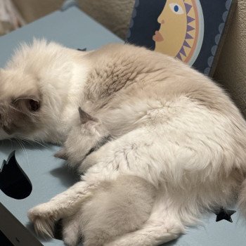 chat Ragdoll blue bicolor VEGA Chatterie Le Temple des étoiles