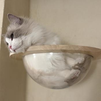 chat Ragdoll blue bicolor VEGA Chatterie Le Temple des étoiles