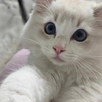 chat Ragdoll VAIANA Chatterie Le Temple des étoiles