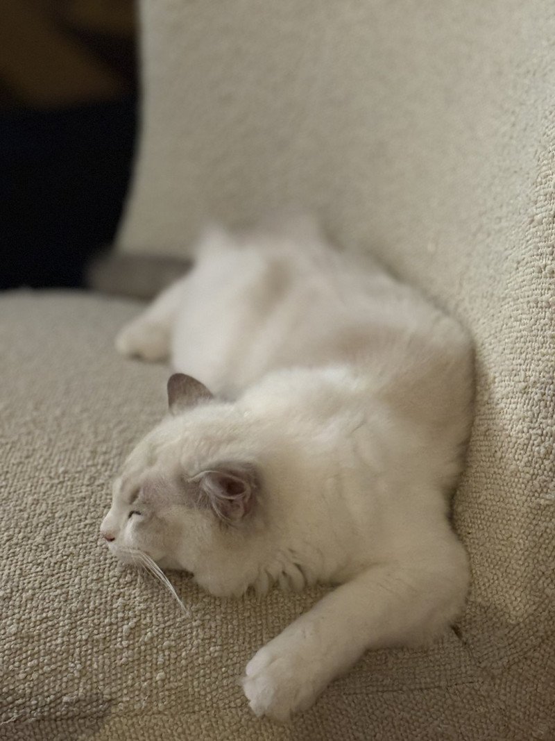 ASTREE Femelle Ragdoll