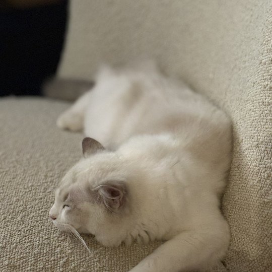 ASTREE Femelle Ragdoll