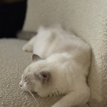 chat Ragdoll blue tabby bicolor ASTREE Chatterie Le Temple des étoiles