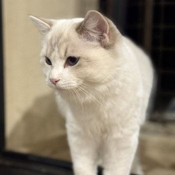 chat Ragdoll blue tabby bicolor ASTREE Chatterie Le Temple des étoiles